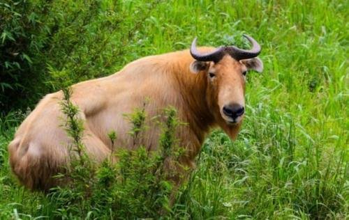 雀马鱼龙指什么动物