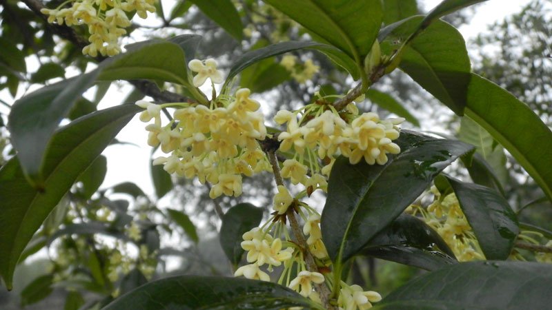 速生金桂的形态特征