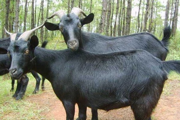 哪里的黑山羊最出名