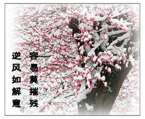 “逆风如解意容易莫摧残”是什么意思？