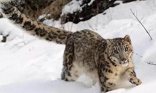 雪豹的尾巴和它们的身子几乎一样长，它的长尾巴究竟有什么用？