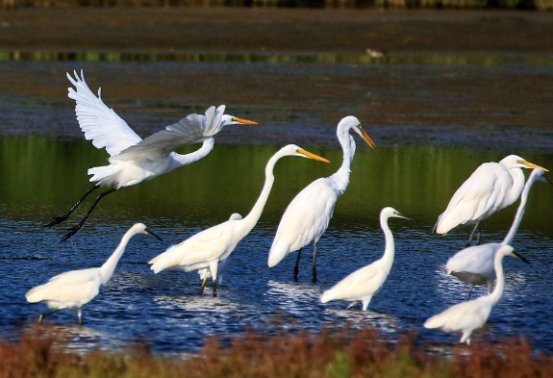 五年级上册白鹭 生字组词