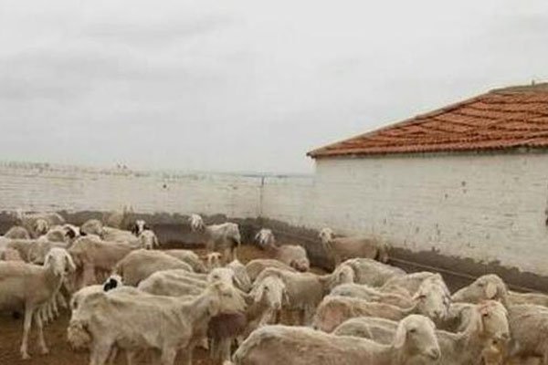 内蒙古发生重大刑事案件,事情的起因是什么?