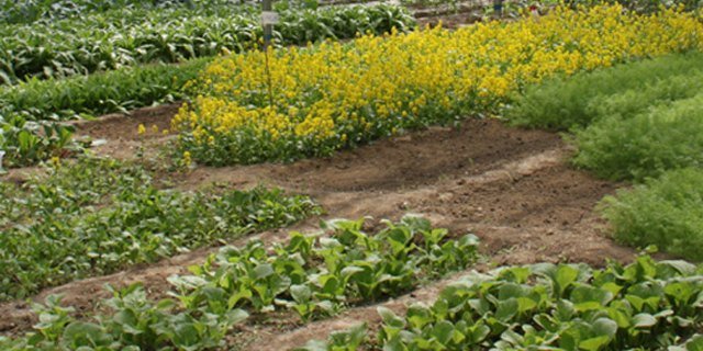 常乐源开心农场的介绍