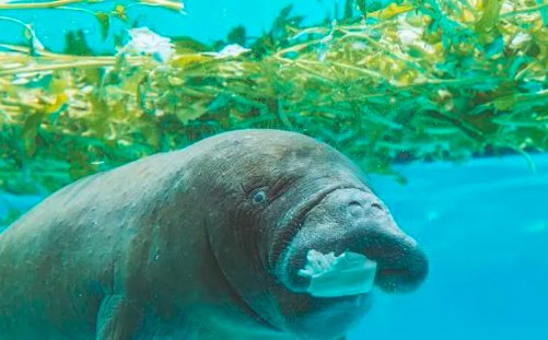 海牛与哪种动物是近亲蚂蚁庄园