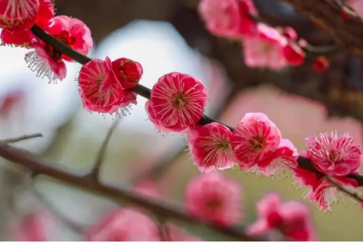 花为谁开的诗句？