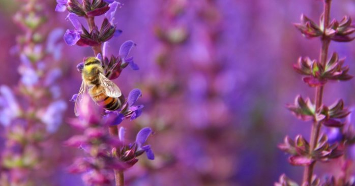 无敌杀手鼠尾草什么意思