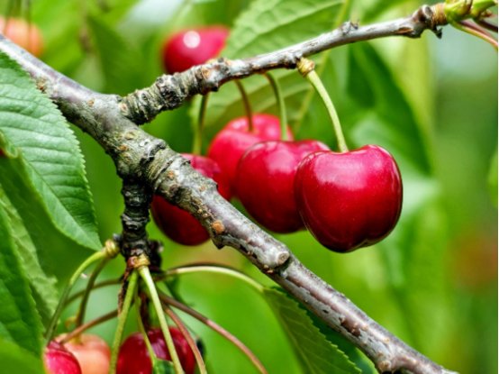 车厘子大小等级标准