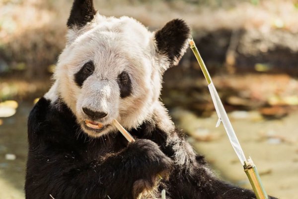 丫丫小尖脸变成小圆脸了