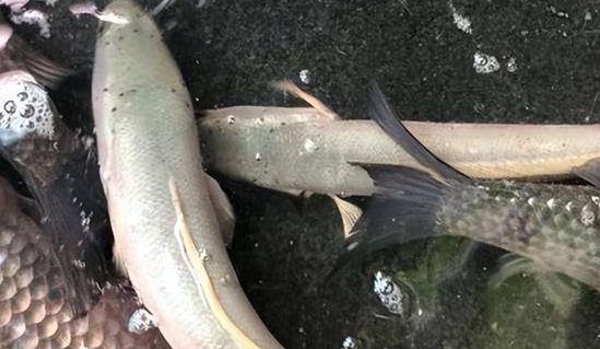 一条黑鱼被遗忘在卫生间11个月，居然还能存活，黑鱼到底该怎么养？