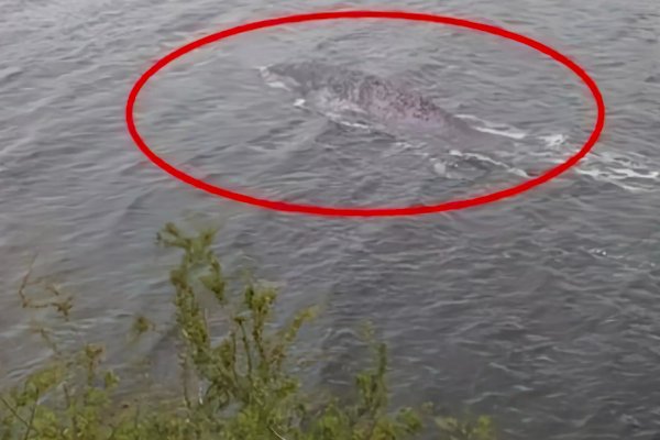 10大最吓人的水怪