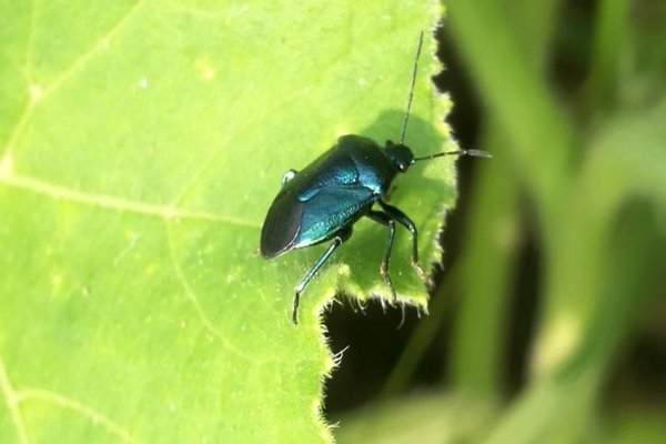 昆虫的体壁是由什么组成的