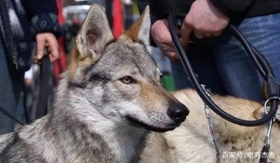 吓人!30头狼冲向观众,西安一剧场胆子太大了,这是怎么回事?