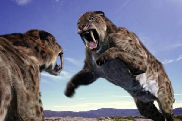 剑齿虎的天敌是谁