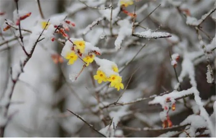 冷空气来袭,局部降温可达10℃,今年的倒春寒为何这么冷?