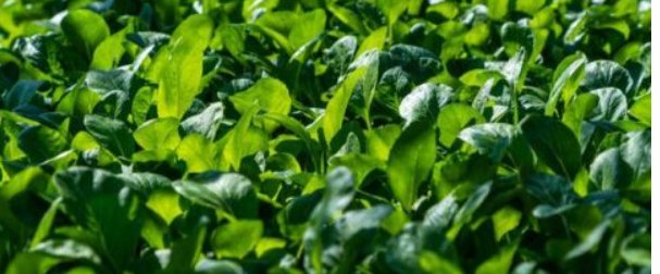 在非洲，男子把上海青种成了万年青，他究竟是如何做到的？