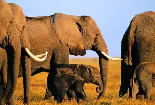 海洋中的海牛与什么是近亲