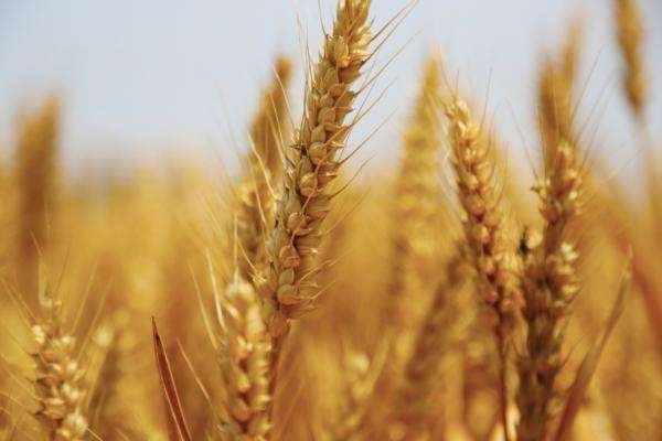 十七连丰是连续十七年丰收吗