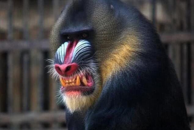 世界上最大的猴子是什么猴 彩面山魈资料图片是什么