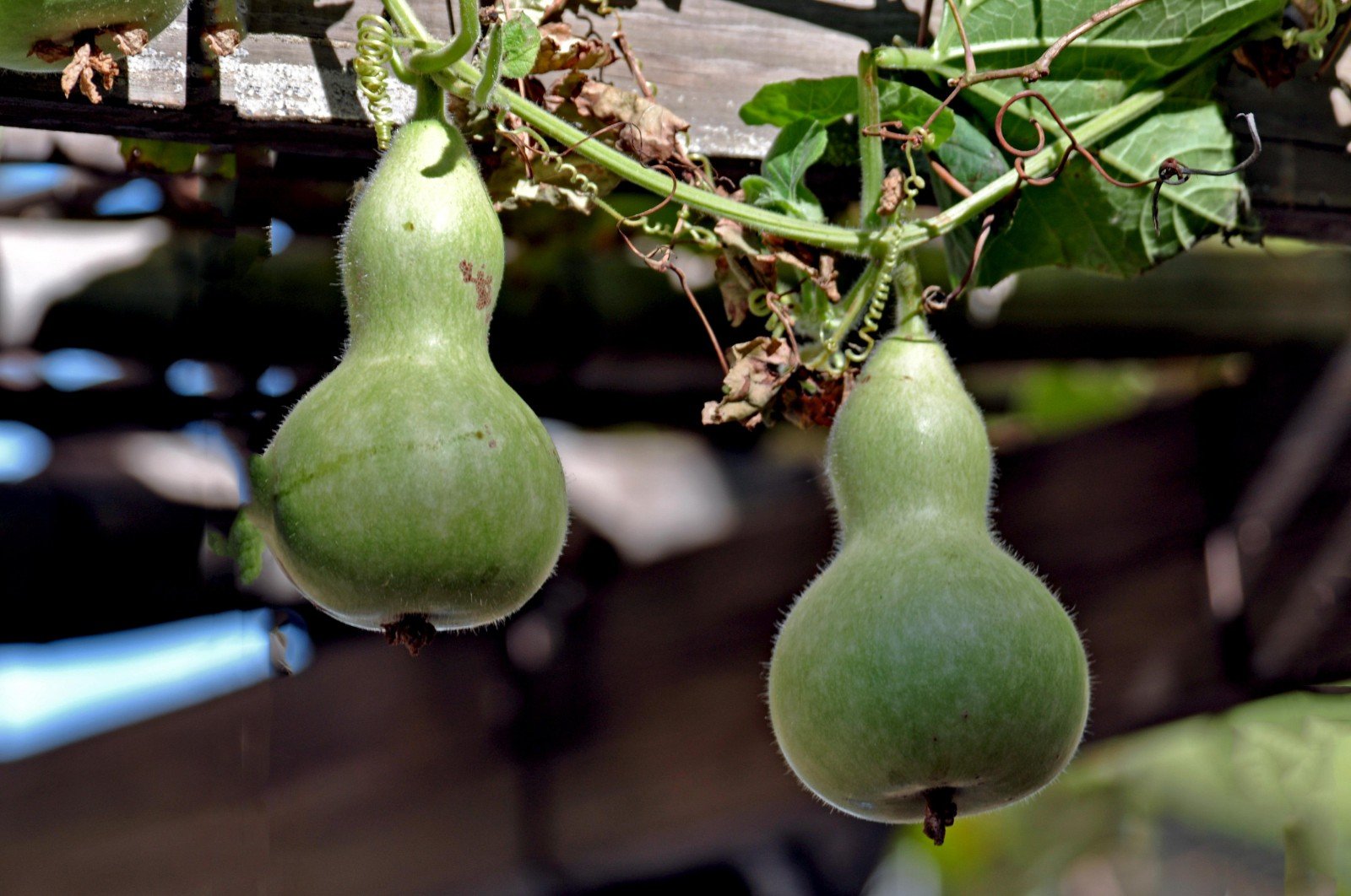 瓜熟蒂落。的下一句是什么