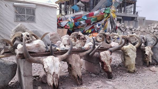 原始轮回的剧情简介