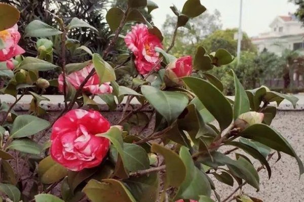 家里为什么不能养茶花