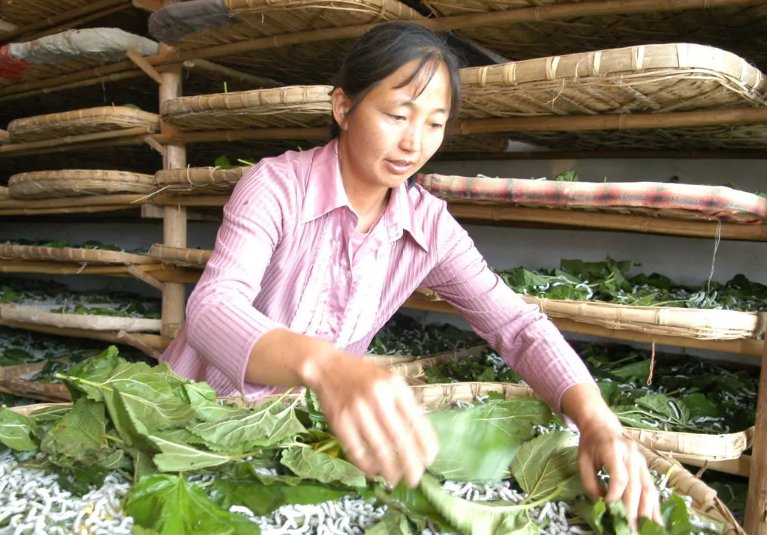 非遗小常识：世界上最早养蚕和制造丝绸的国家是哪？