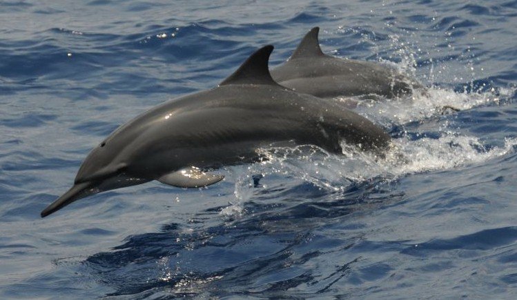 长吻原海豚的形态特征