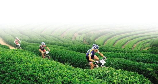 田园有茶香的介绍