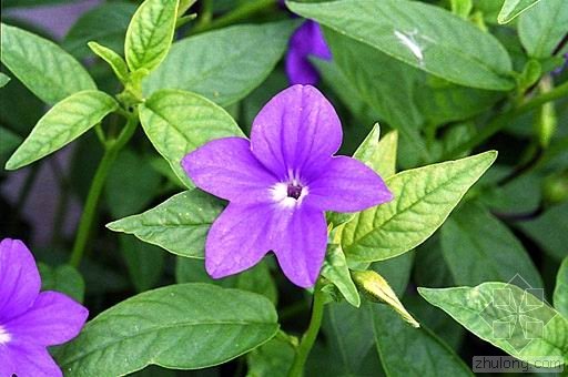 布洛华丽的形态特征