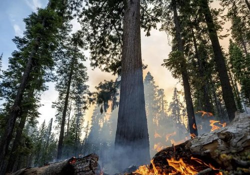 重庆涪陵山火得到有效控制，无人员伤亡，为何会引发山火？