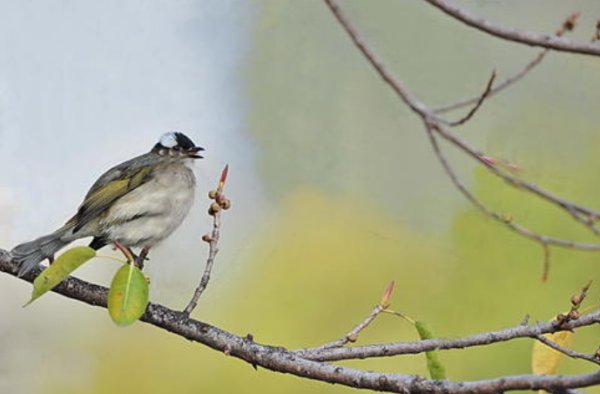 鸟儿是大自然的歌手唯一开头写几句话？