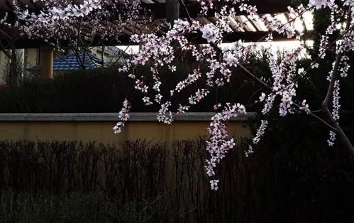 冷空气来袭，局部降温可达10℃，今年的倒春寒为何这么冷？