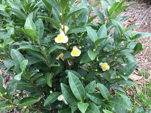 茶树上的树花怎样去除