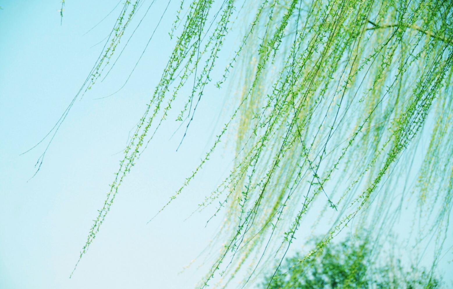 细细的柳枝像什么