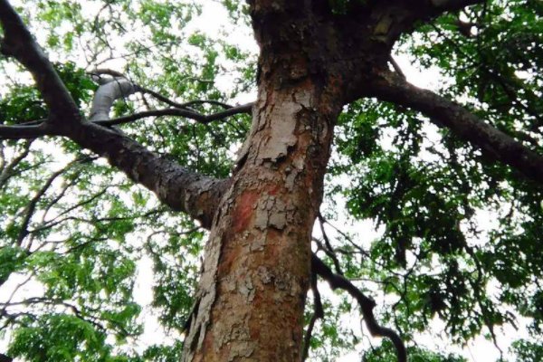 植物10首很短的现代诗四年级