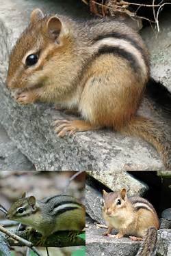 tamia是什么意思 《法语助手》法汉