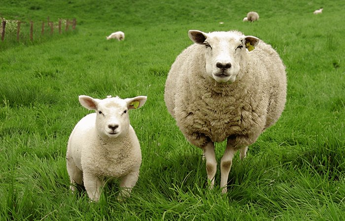 朱砂犯冲的属相