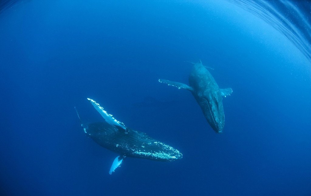 470头巨头鲸搁浅澳大利亚海港的原因是什么？