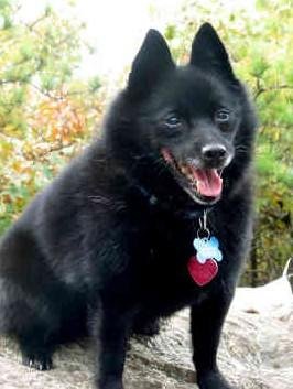 西帕凯犬的介绍