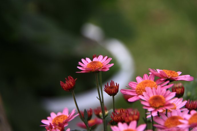 菊花仙子的菊花节