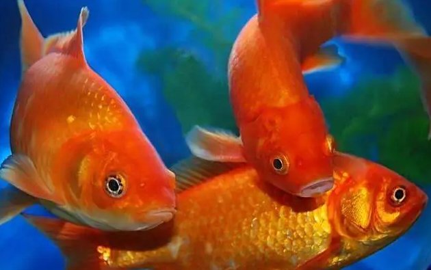 红鲤鱼与绿鲤鱼与驴的绕口令是什么?