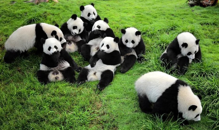 外国有大熊猫吗