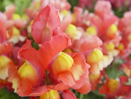 云中玫瑰的介绍