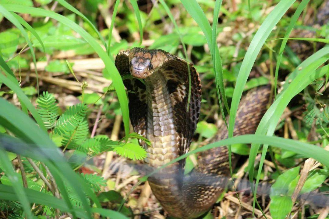 重庆一女子在路边散步被蛇咬伤，夏季蛇虫的活动为何会变得如此频繁？