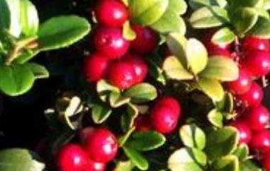 红豆果的功效与作用 红豆果怎么养