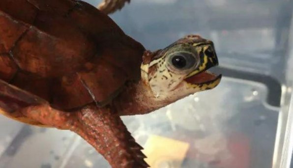 枫叶龟为什么叫暴毙王