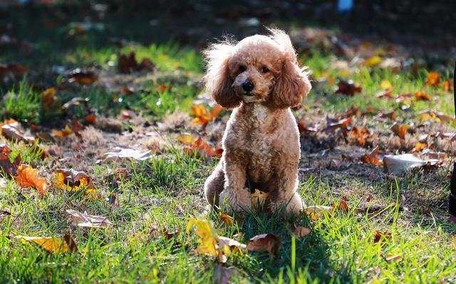泰迪为什么那么活泼，每次一回到家就不停的弄我，舔我，和脸，一直贴着人，非常非常兴奋的样子，不管你忙