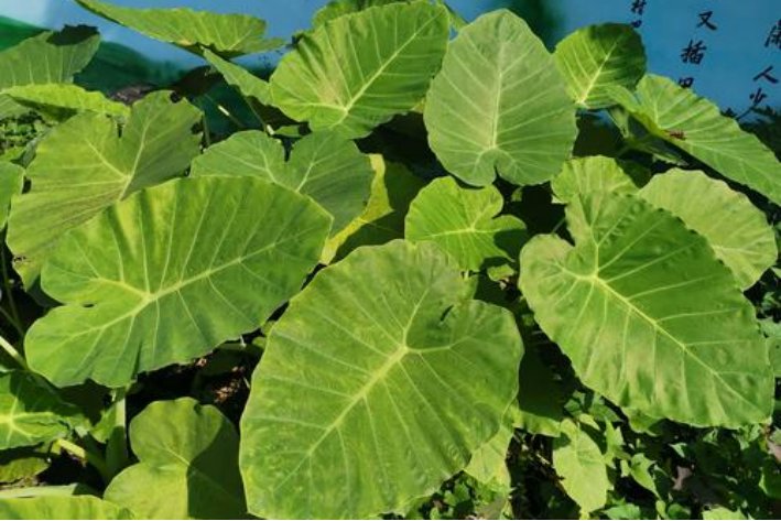 光合作用的能量变化