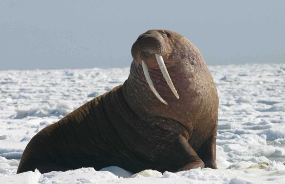 海洋中的海牛与什么是近亲